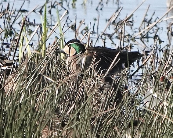 Baikal teal
